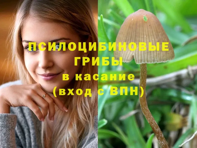 купить наркоту  Кашин  Псилоцибиновые грибы Psilocybine cubensis 